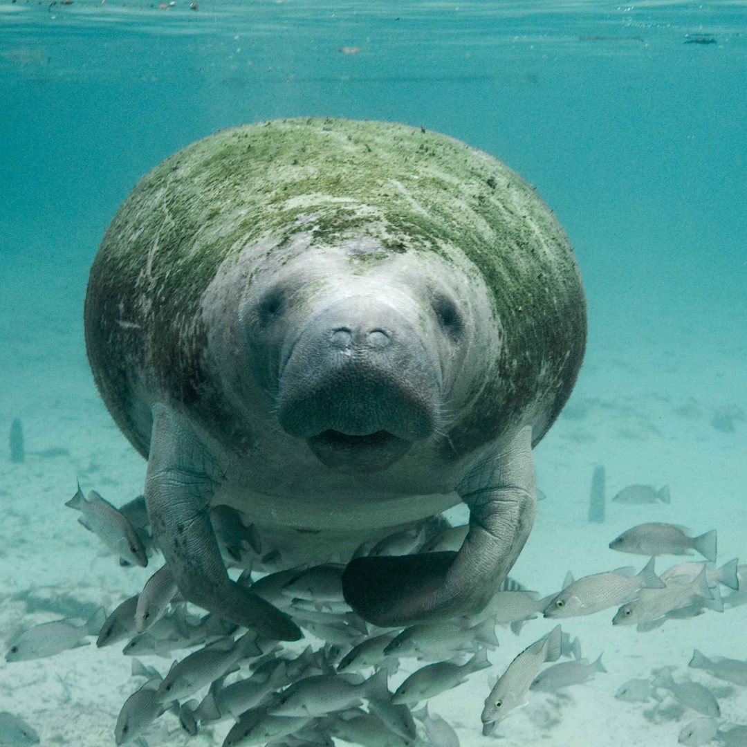 Manatee