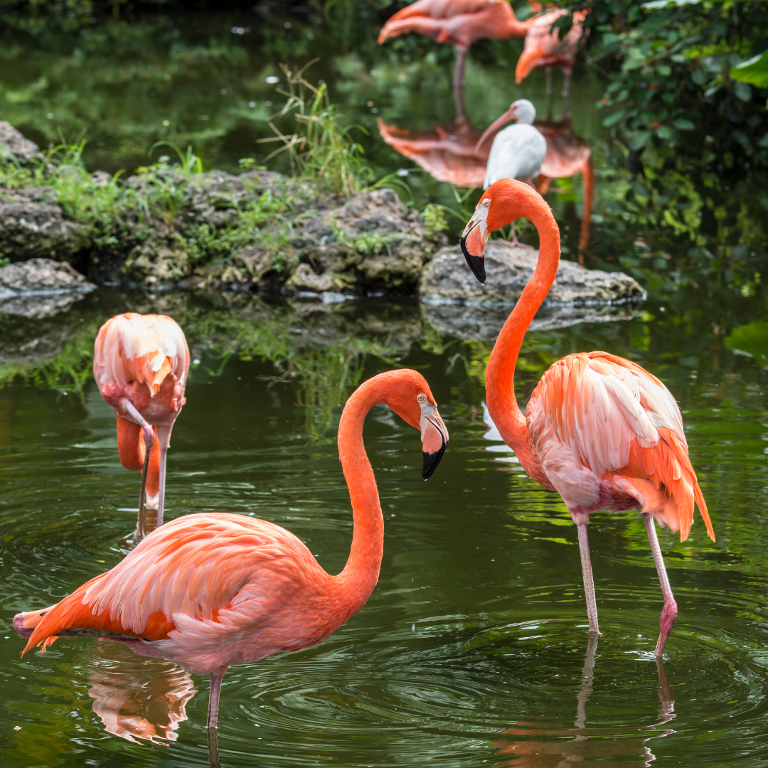 Flamingos